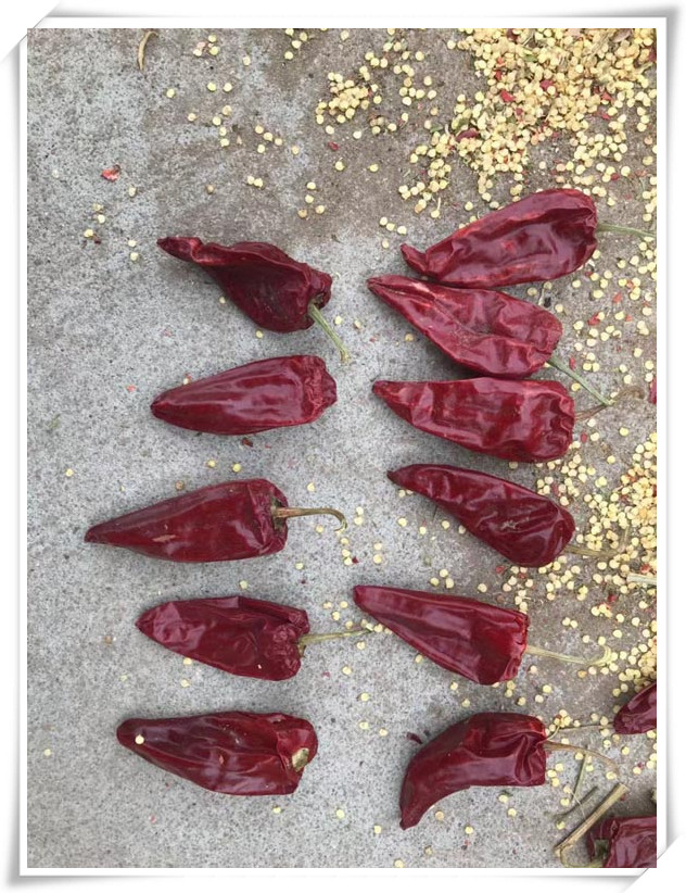 Dried chili