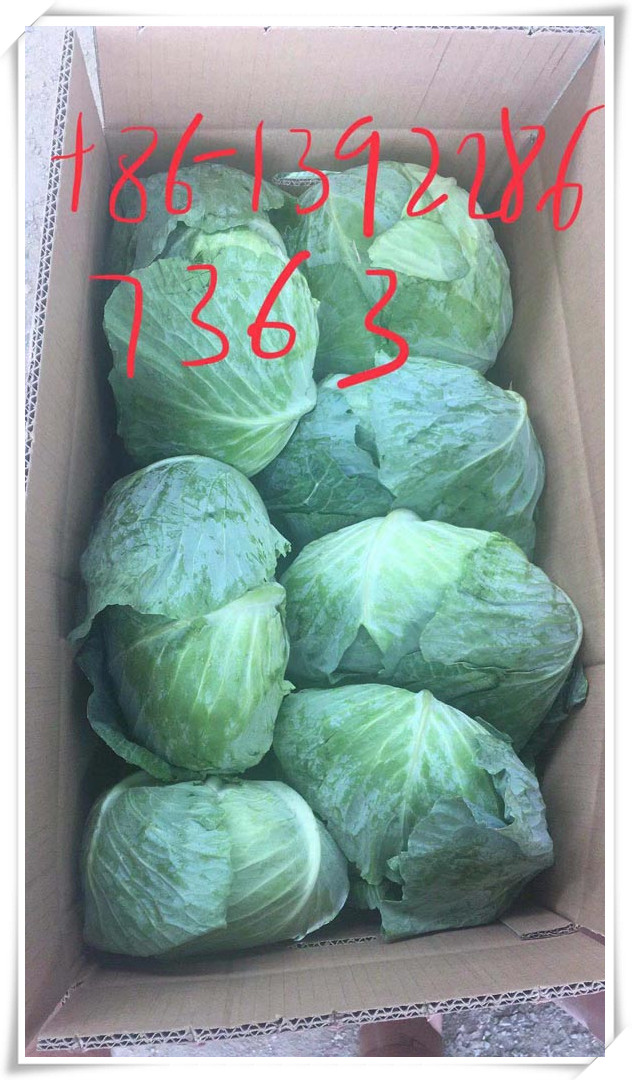 Cabbage