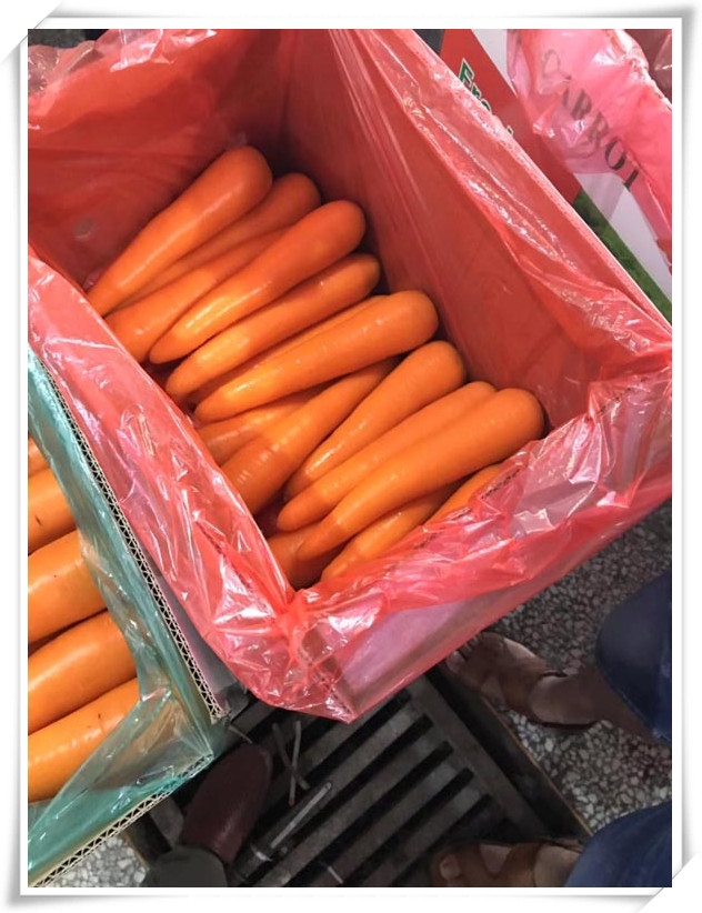 Carrot