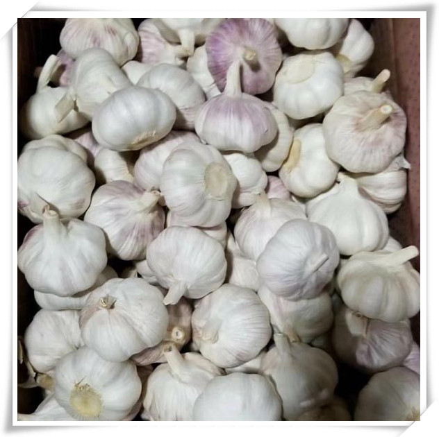 Garlic