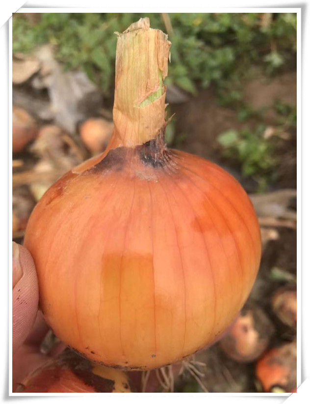 Onion