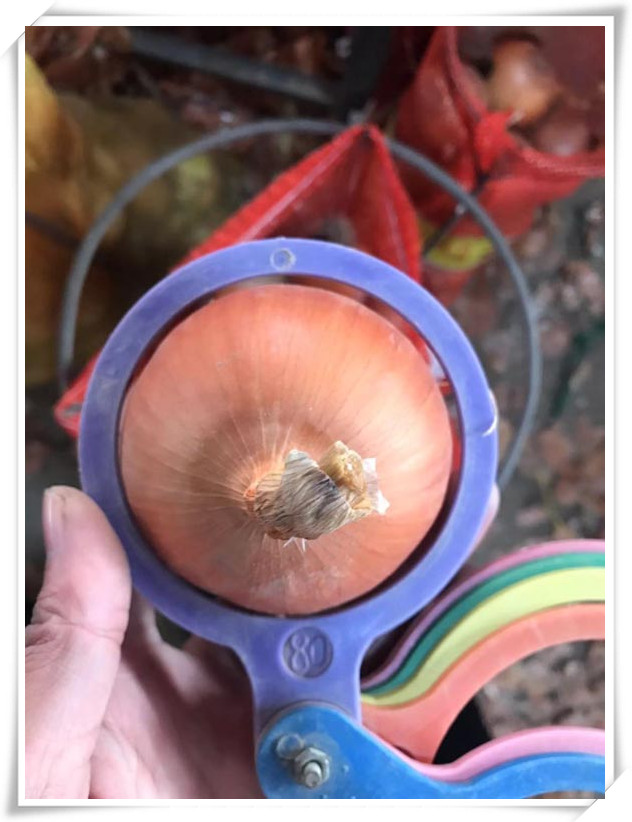 Onion