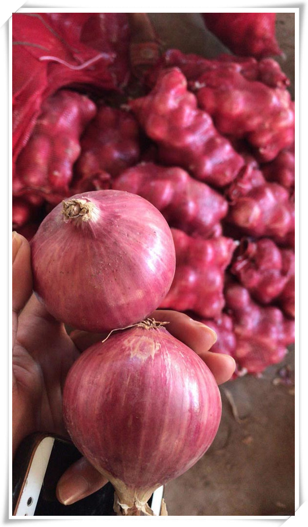 Onion