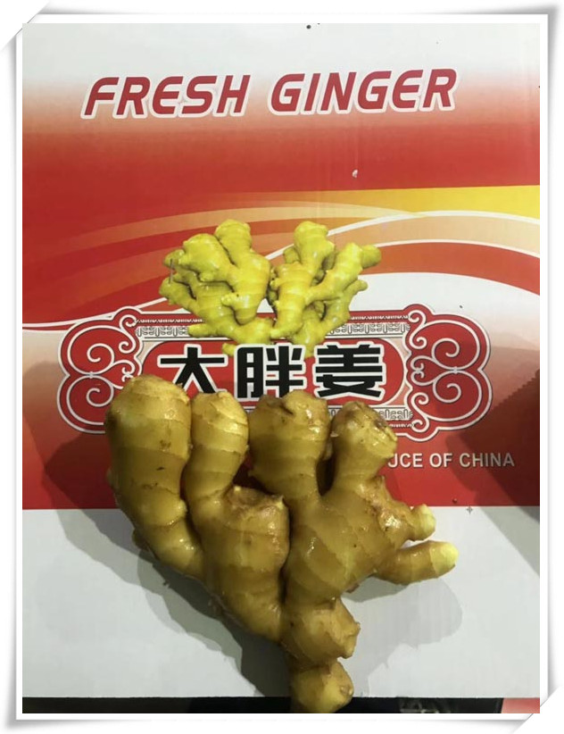 Ginger