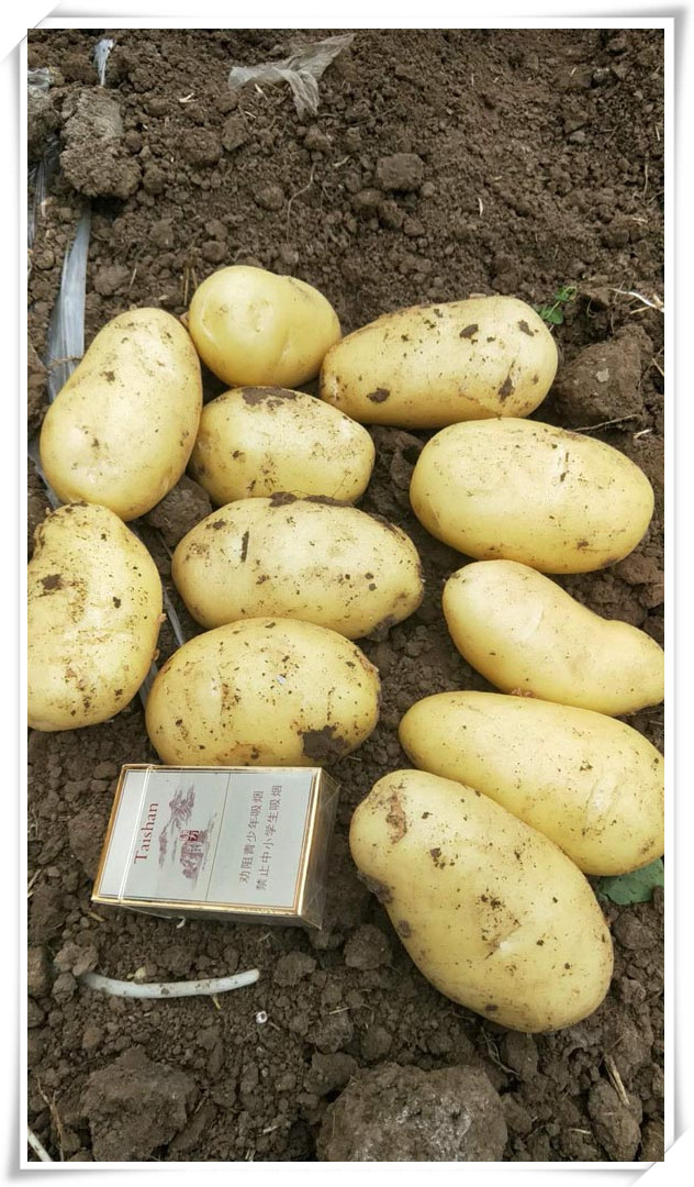 Organic potato