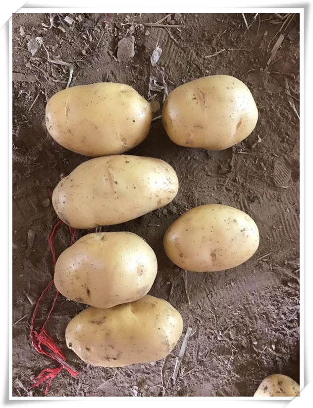 Organic potato